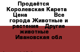 Продаётся!     Королевская Карета › Цена ­ 300 000 - Все города Животные и растения » Другие животные   . Ивановская обл.